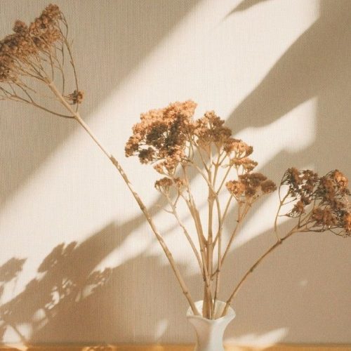 pexel (42)