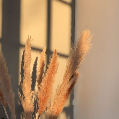 pexel (43)